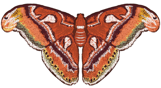 a digital painting of an atlas moth
